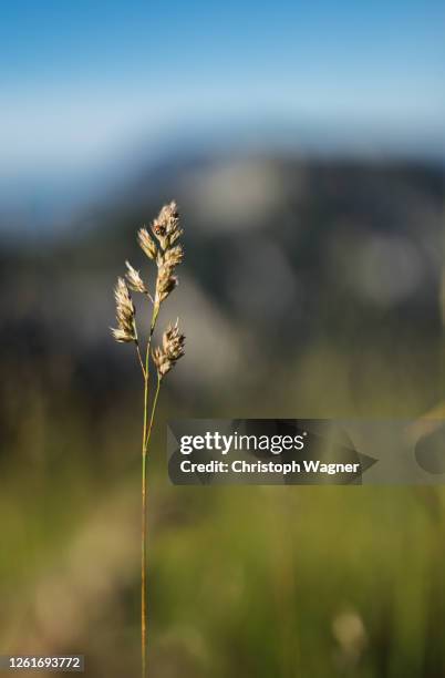 marienkäfer - marienkäfer stock pictures, royalty-free photos & images