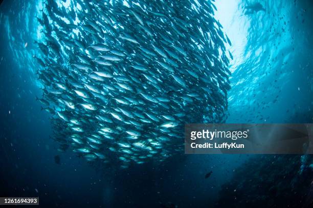 skola av fiskar , tropiska fiskar, - sardine bildbanksfoton och bilder