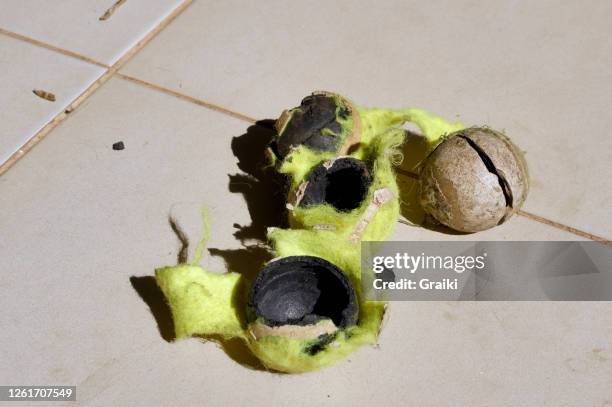 tennis balls destroyed by the dog. - tennisbal stockfoto's en -beelden