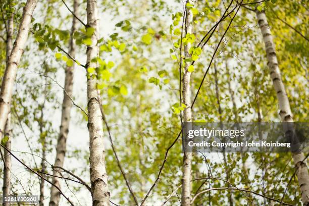 Birchens Spring Birch Tree Spring Photos and Premium High Res Pictures - Getty Images