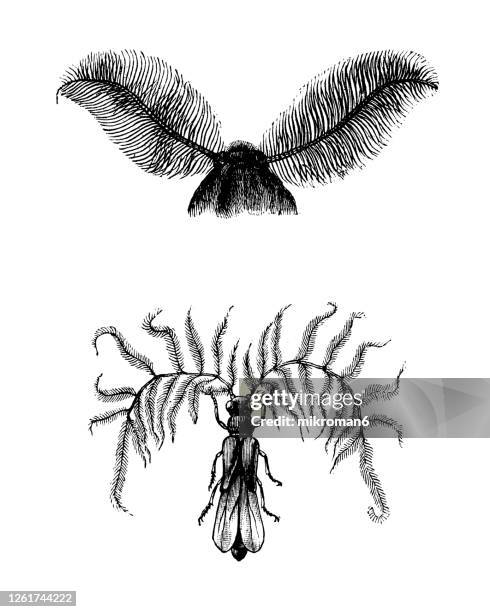 Bat Math Larva 44 Bat Moth Stock Photos, High-Res Pictures, and Images - Getty Images