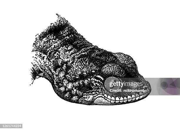 old engraved illustration of moorish gecko, crocodile gecko (tarentola mauritanica), nocturnal animals - tarentola stock pictures, royalty-free photos & images