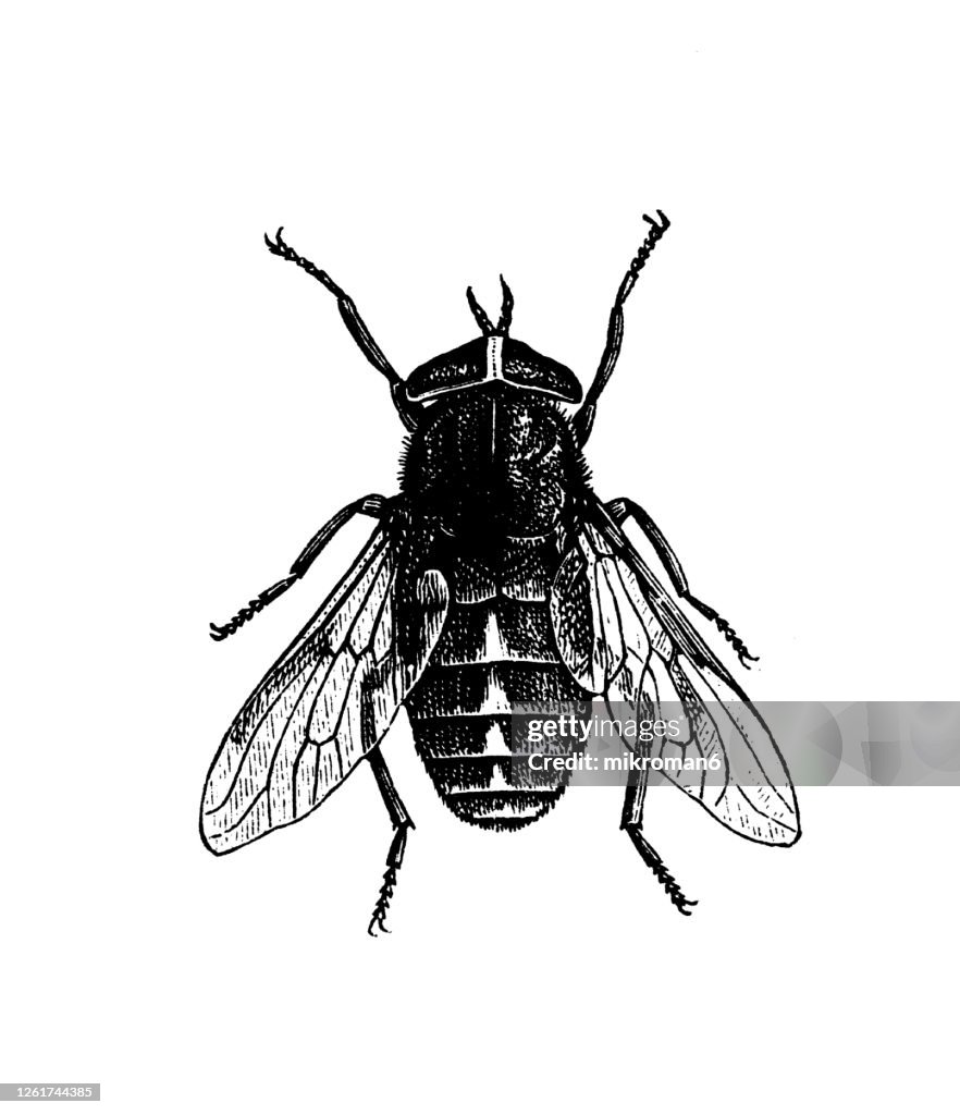 Old engraved illustration of The pale giant horse-fly, biting horse-fly (Tabanus bovinus), flying insects