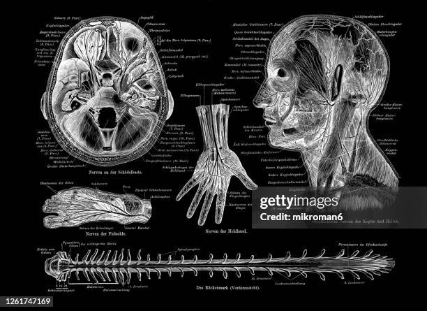old engraved illustration of human nerve, nervous system. - diagram of the human body stock pictures, royalty-free photos & images