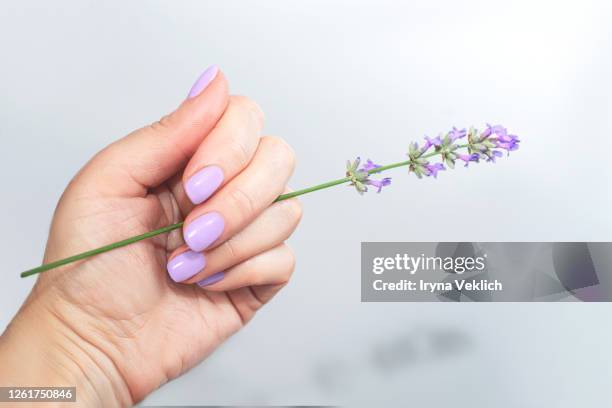 woman's hand with lavender. - femme make up mauve photos et images de collection