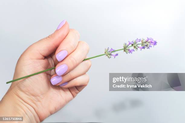 woman's hand with lavender. - best beauty salon stock pictures, royalty-free photos & images