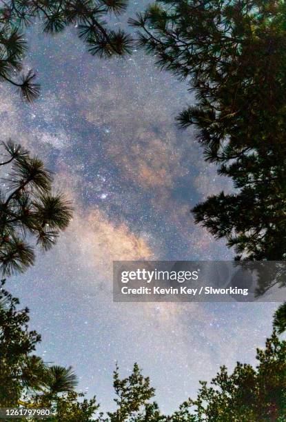 milky way shines through an opening in the pines - pinus jeffreyi stock pictures, royalty-free photos & images