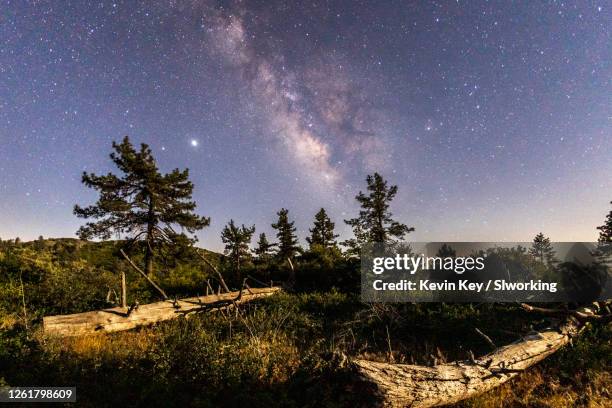 the milky way over moonlit pine trees in mount laguna. - pinus jeffreyi stock pictures, royalty-free photos & images