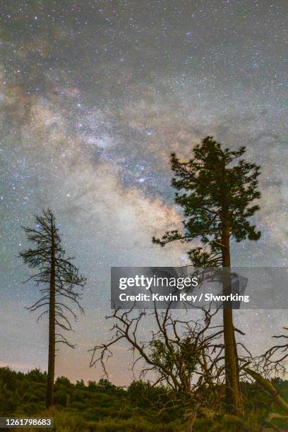the milky way galaxy core behind a pair of jeffrey pines in mount laguna. - pinus jeffreyi stock pictures, royalty-free photos & images