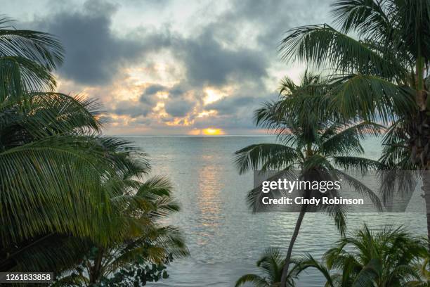 sunrise - ambergris caye bildbanksfoton och bilder