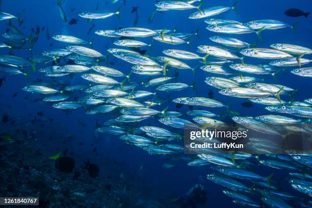 school van vissen, groep tropische vissen - tuna stockfoto's en -beelden