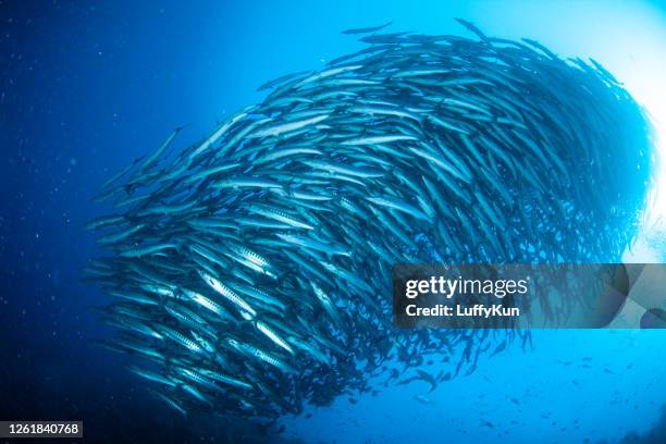 school of fish, group of tropical fish - school of fish stock pictures, royalty-free photos & images
