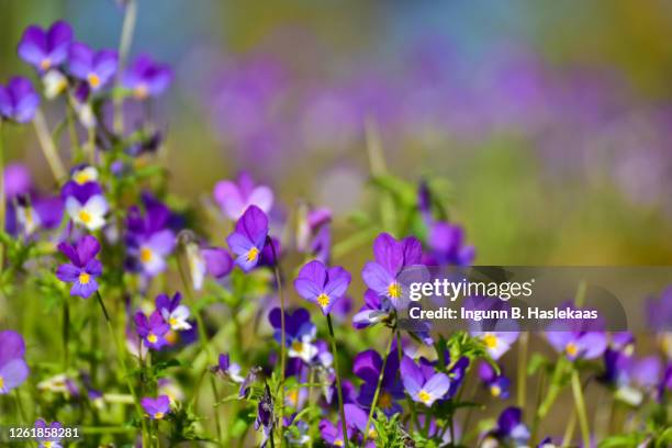 focus on wild pansys and defocused background of flowers. - viola tricolor stock pictures, royalty-free photos & images