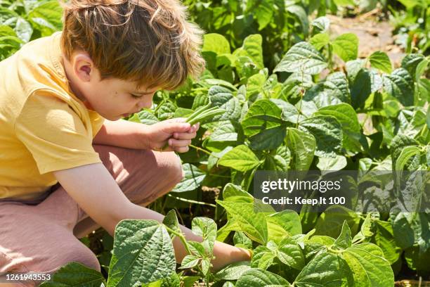 young boy harvesting vegetables - fagiolino foto e immagini stock