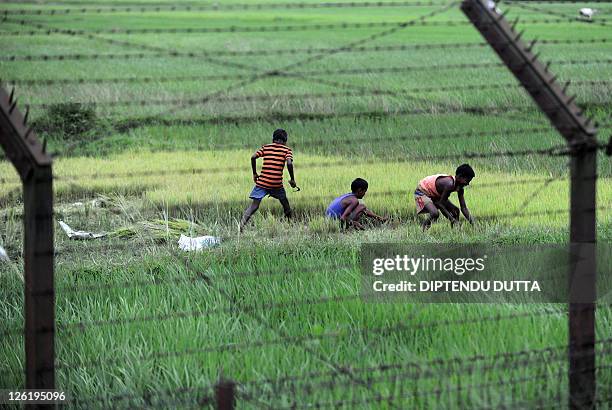 Bangladeshi boys are pictured though barbed wire as they work in a paddy field near the India-Bangladesh border at Fulbari BOP on the outskirts of...