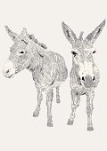 Dozy Donkeys