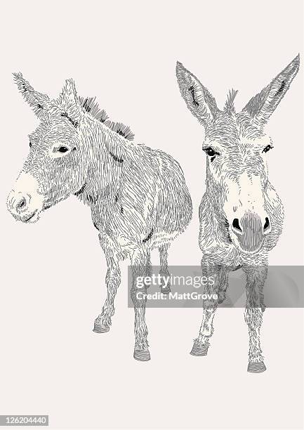 dozy donkeys - mule stock illustrations