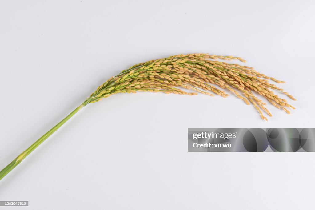 Ripe rice, studio shot, white background