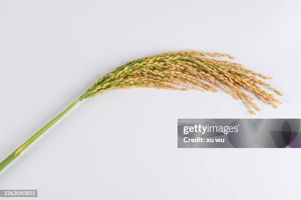 ripe rice, studio shot, white background - arroz imagens e fotografias de stock