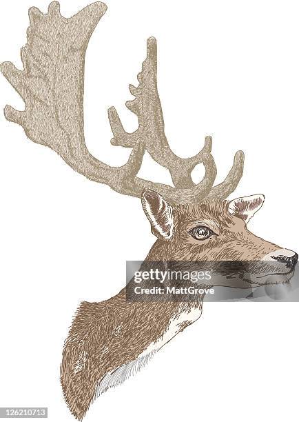 ilustraciones, imágenes clip art, dibujos animados e iconos de stock de cabezal stags - fallow deer