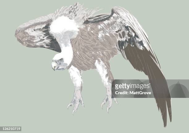 griffon launch - vulture vector stock illustrations