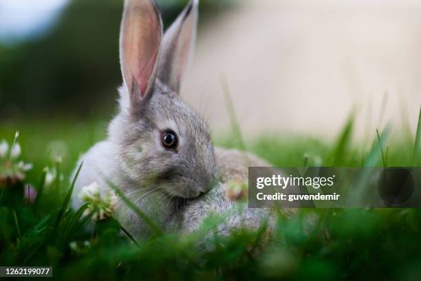 rabbit sitting on the grass - rabbit hare stock pictures, royalty-free photos & images