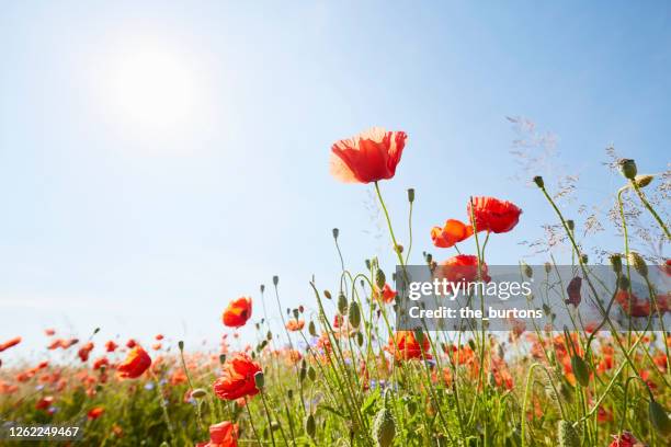 close-up of red poppies on meadow against sunlight and blue sky - poppy field stockfoto's en -beelden