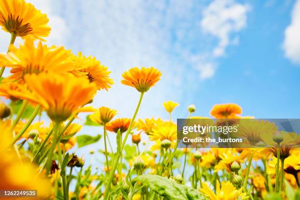 low angle view of a field of yellow flowers against blue sky and clouds - ranunculus bildbanksfoton och bilder