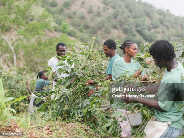 workers picking coffee berries on coffee farm in the blue mountains, jamaica. - jamaica coffee stock pictures, royalty-free photos & images