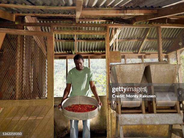 worker sorting and processing coffee berries on coffee farm in the blue mountains, jamaica. - coffee plant stock pictures, royalty-free photos & images