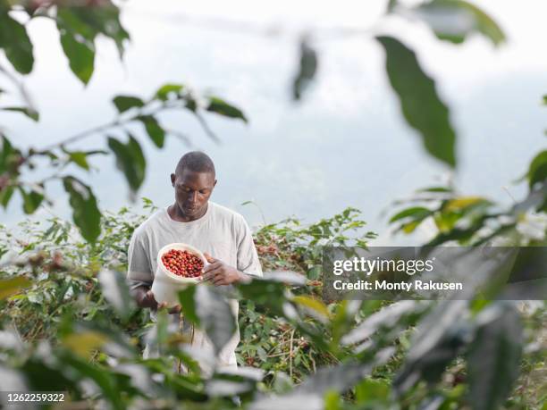man picking coffee berries on coffee farm in the blue mountains, jamaica. - jamaica coffee stock pictures, royalty-free photos & images