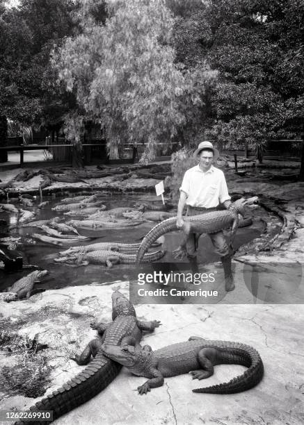 1950s Unidentified Anonymous Man Attendant Looking At Camera Holding Alligator At Alligator Zoo Pond Los Angeles California USA