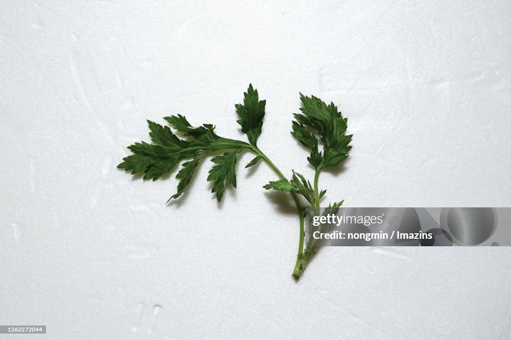 Mugwort