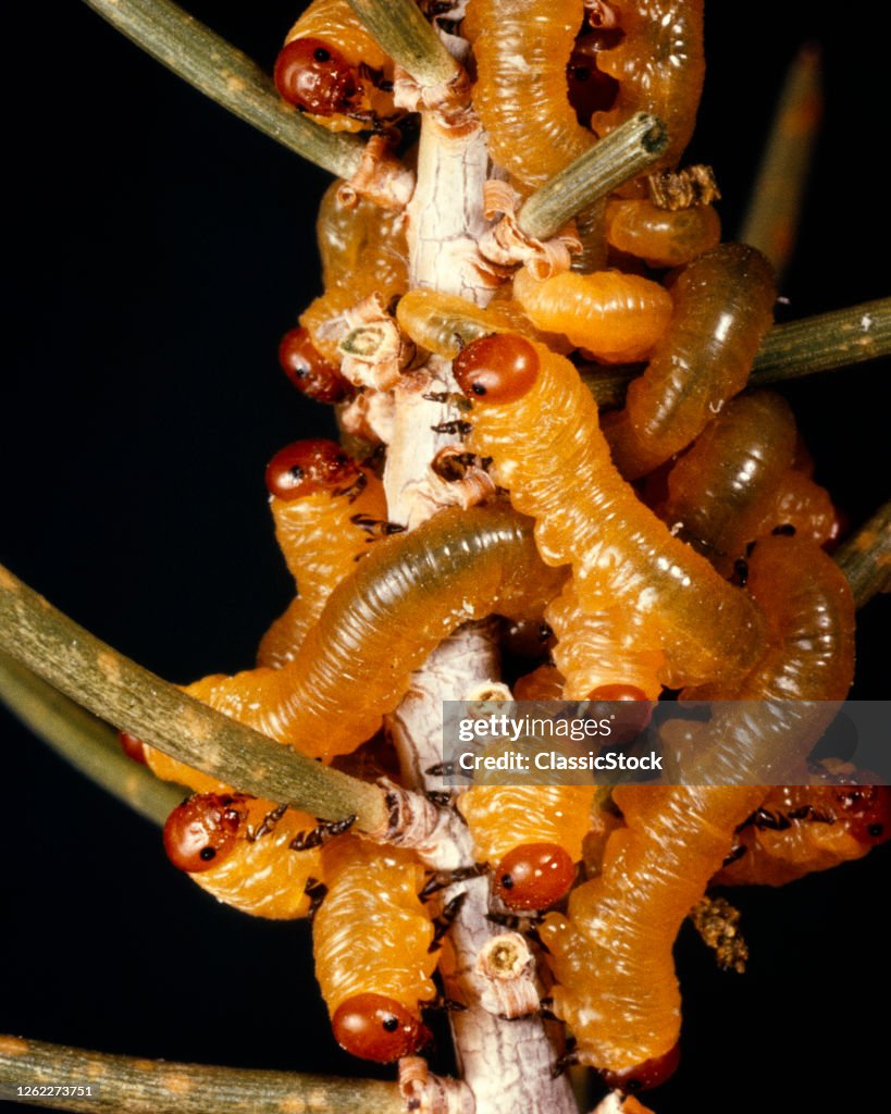 Sawfly Larvae