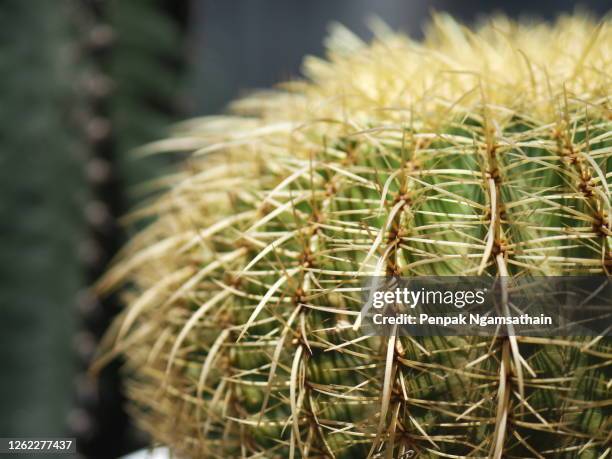 cactus tree green trunk has sharp spikes around blooming nature background - madagascar boa stock pictures, royalty-free photos & images