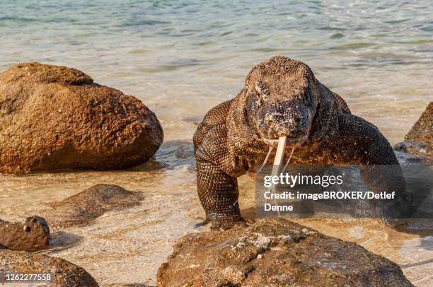 komodo dragon (varanus komodoensis) runs out of water, rinca island, indonesia - komodo island stock-fotos und bilder