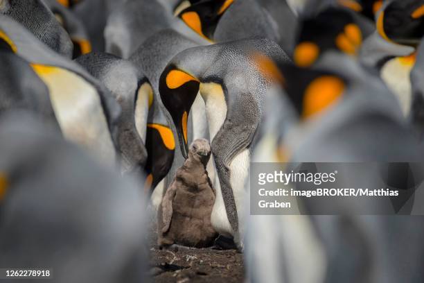 king penguin (aptenodytes patagonicus) with chicks, breeding colony, volunteer point, falkland islands - incubating stock pictures, royalty-free photos & images
