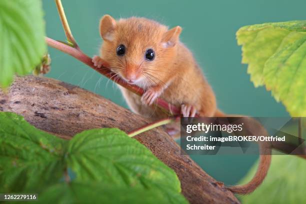 Hazel Dormouse Common Dormouse Oberbiel Solms Hesse Germany High