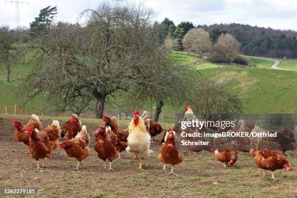 free-range chickens with outlet in meadow, hesse, germany - allevamento polli foto e immagini stock