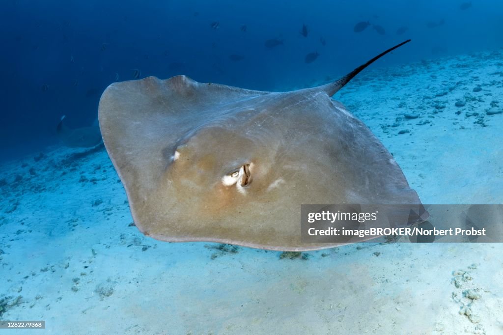 Pink whipray (Himantura fai) floats over sandy bottom, Great Barrier Reef, Unesco World Heritage Site, Coral Sea, Pacific Ocean