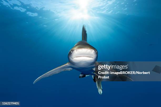 oceanic whitetip shark (carcharhinus longimanus) from front, back light, great barrier reef, unesco world heritage, coral sea, pacific - oceanic white tip shark stock pictures, royalty-free photos & images