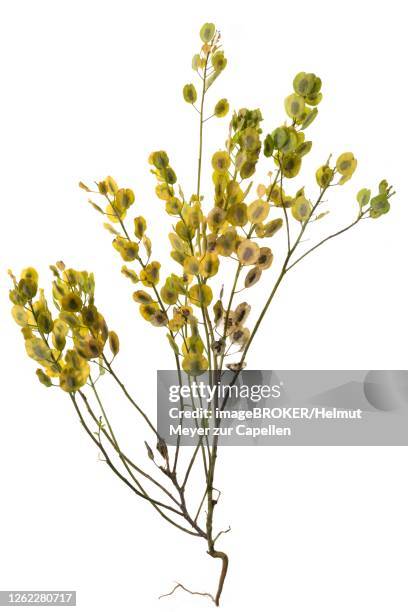 field penny-cress (thlaspi arvense) with seed capsules on white background, germany - thlaspi arvense stock pictures, royalty-free photos & images