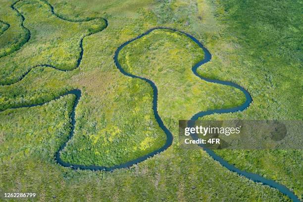 mangrove river delta - mangrove stock pictures, royalty-free photos & images