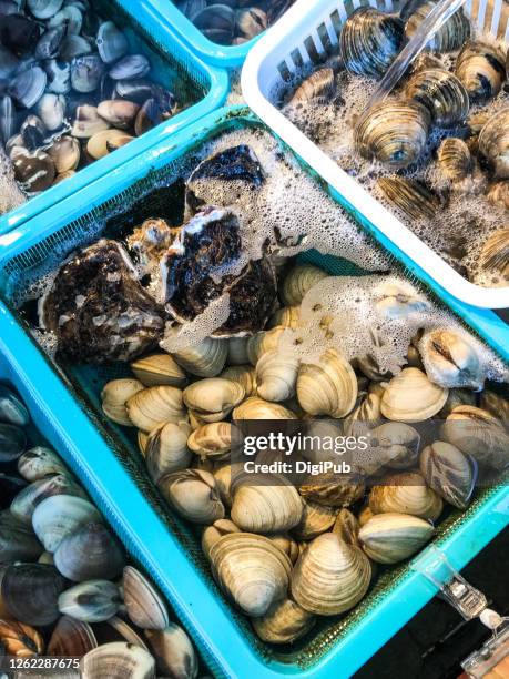 hard clams and oysters kept in flowing water at the restaurant in enoshima - shizuoka prefecture stock pictures, royalty-free photos & images