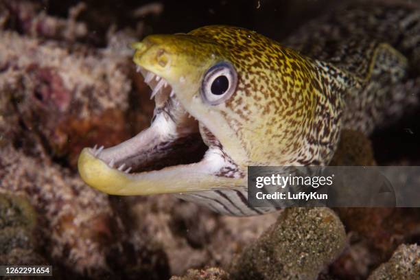 anguila morena gigante, gymnothorax miliaris bajo el agua - coral snake fotografías e imágenes de stock