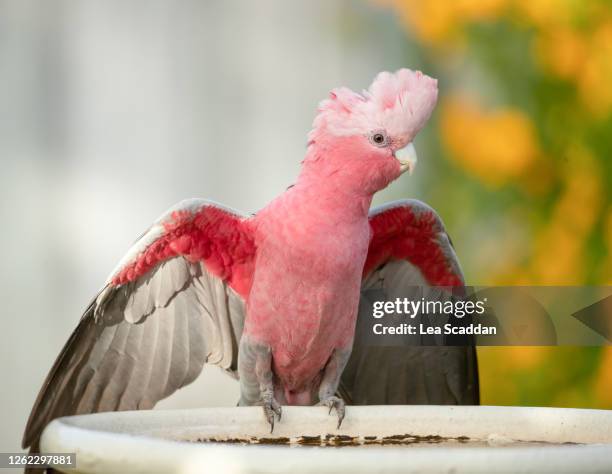 galah on a bird bath - perth suburbs stock pictures, royalty-free photos & images