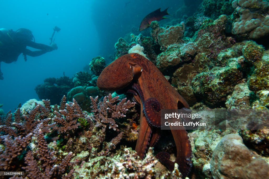 Red octopus on a coral reef
