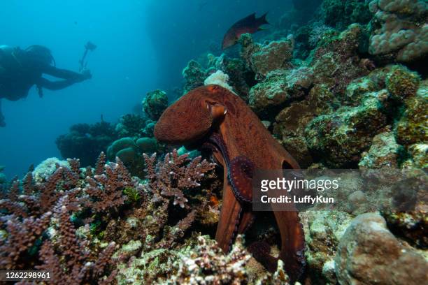red octopus on a coral reef - giant octopus stock pictures, royalty-free photos & images