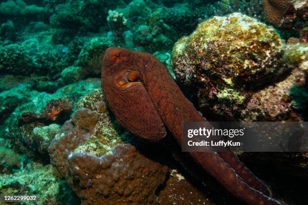 red octopus on a coral reef - giant octopus stock pictures, royalty-free photos & images