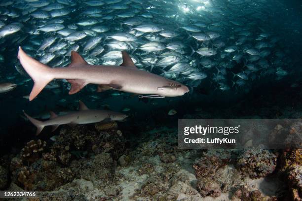 squalo martello, squalo della barriera corallina, squalo nutrice, squalo bianco - blacktip reef shark foto e immagini stock